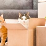 Está de mudança com gatos? Saiba como fazer isso de forma tranquila