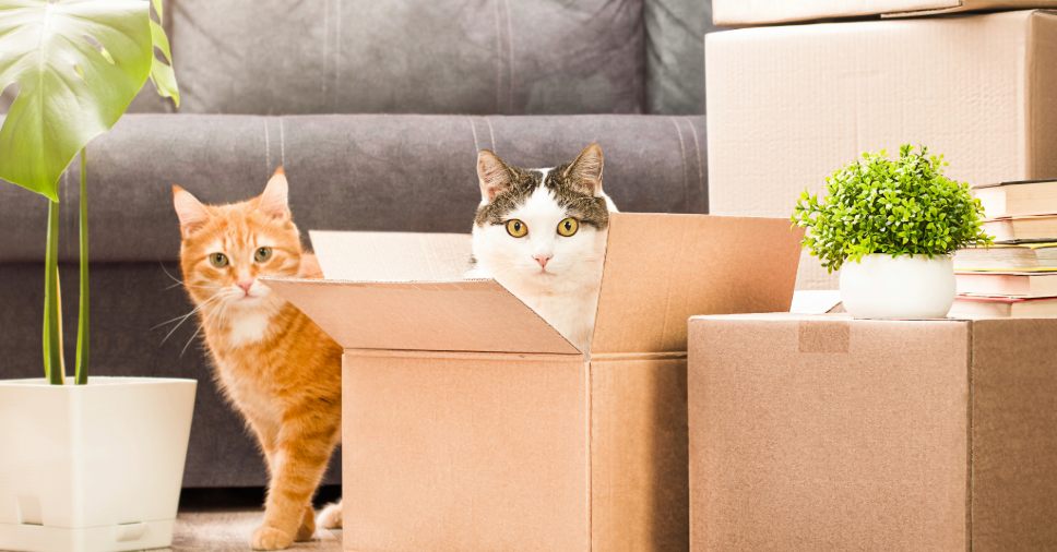 Guia para realizar sua mudança com gatos